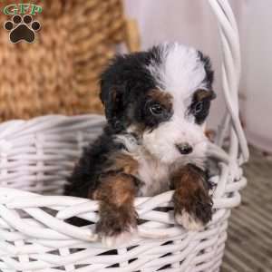 Helen, Mini Bernedoodle Puppy